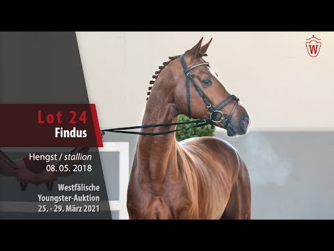 Westf. Youngster-Auktion 25. - 29. März 2021 Lot 24 Findus Hengst v. Fidelius - Serafino