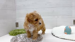 ハーフ犬の動画01