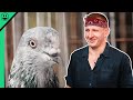 Eating PIGEON MEAT In Bangladesh