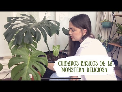 , title : 'CUIDADOS BÁSICOS DE LA MONSTERA DELICIOSA/Guía de cuidados y propagación'