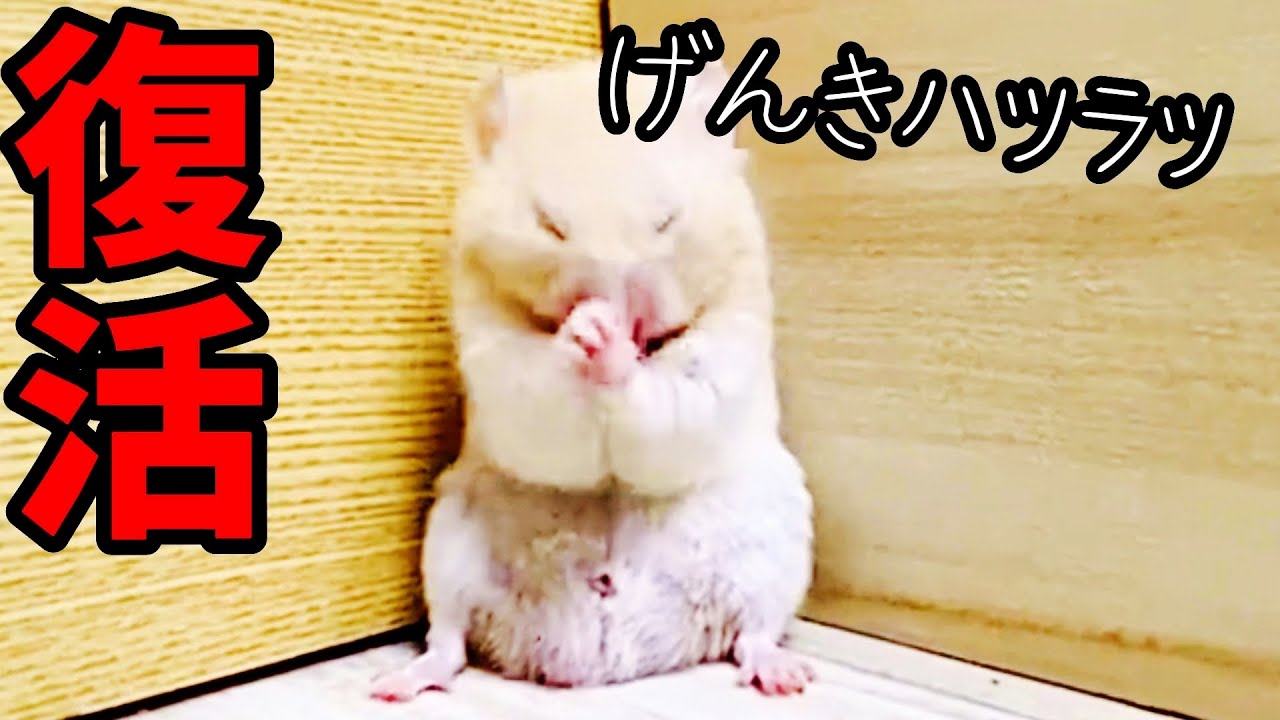 先生の言うとおりした結果、病気のハムスターが元気になった！おもしろ可愛い動物