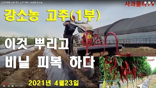 [고추재배] 키2.5M 고추 심을 준비.비닐 피복.토양살균제.살충제.퇴비 등