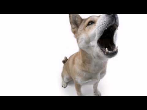 Лай собаки 10 часов