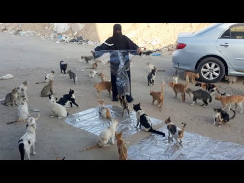 Angry cats compilation video| super pets Reaction video|cat videos|hungry cat|videos for cats|cats