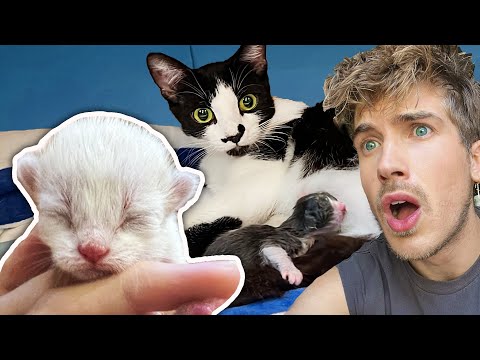 I Rescued a Pregnant Cat & She Gave Birth to Kittens