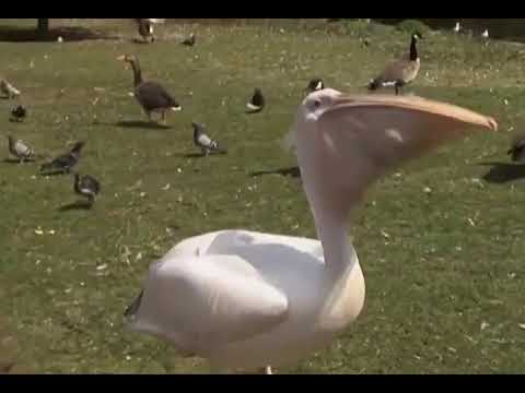 Pelican swallows a duck