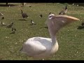 Pelican Swallows A Duck
