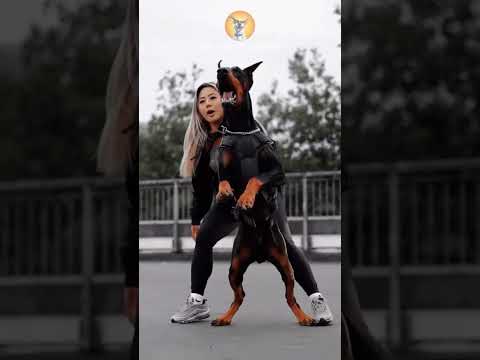 Doberman VS Rottweiler, who would win?