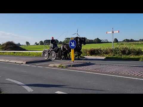 Stal Okkema's Ferre - Nane x Sape - Stallion - 2017 - 1.70m - right horse seen from behind