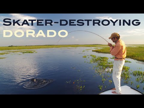 Dorado Takes at Iberá Marshlands - Pirá Lodge