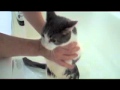 Cat Cries Like A Human Baby 