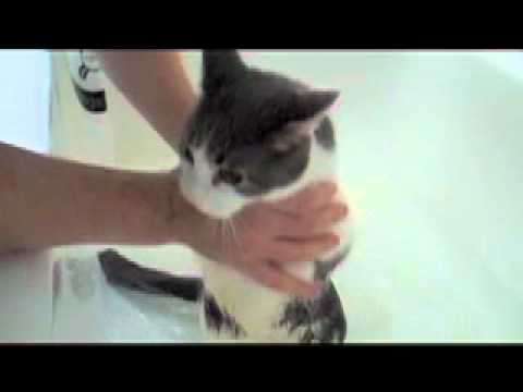 Cat Cries Like A Human Baby