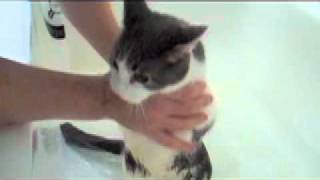 Cat Cries Like A Human Baby