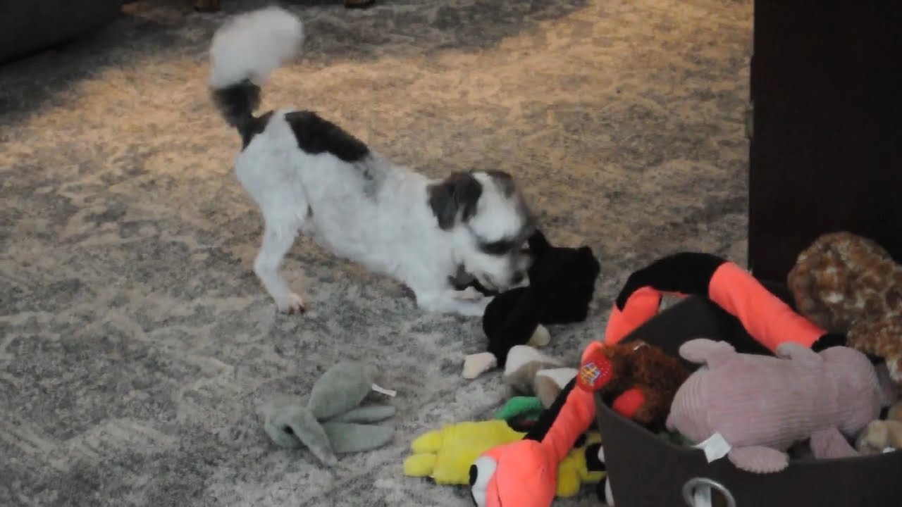 Enlarge GIZMO, a Adopted mixed breed in Elk River, MN video 6/6