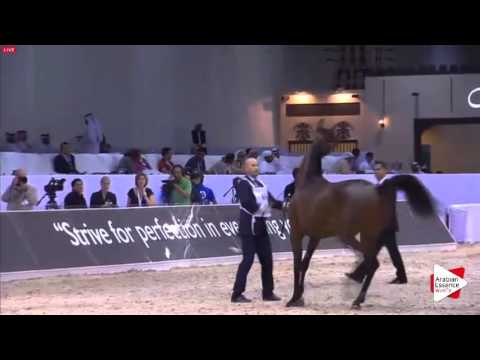 N.68 AL ARYAM SHAMMOGH - Dubai 2016 - Fillies 2 years old (Class 3)