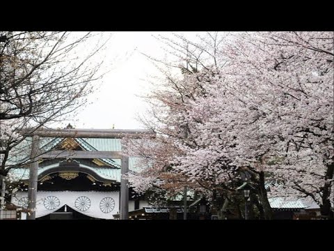 Tokyo’s “Index” Cherry Blossom Tree Story | the Sakura Forecast Video