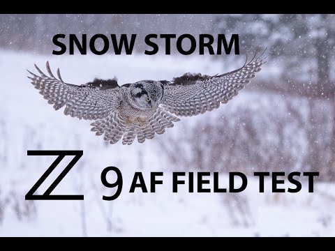 Nikon Z9 Autofocus AF Field Test in Snow Storm | Bird In Flight Photography