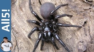 5 Of The Deadliest Spiders In The World!