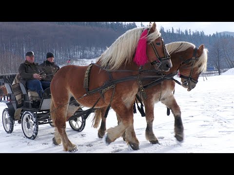 Cai 2022 Țugui Vasile de la Gura Putnei - Bucovina