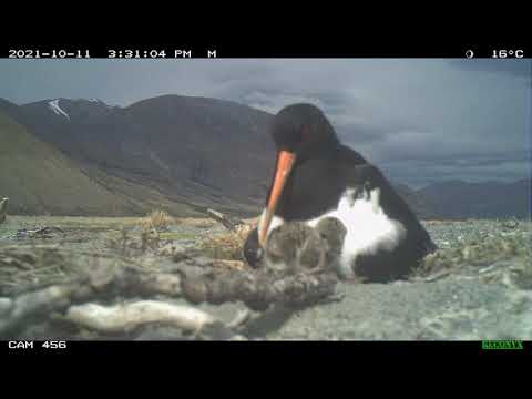 Tōrea / South Island pied oystercatcher nesting in a braided river