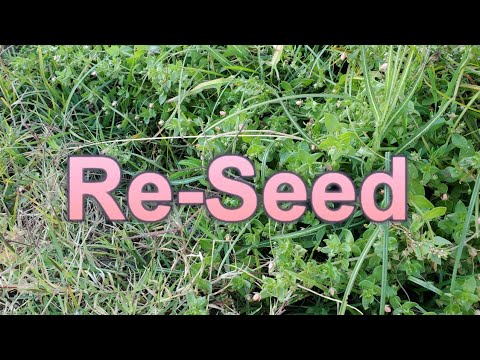 How Do You Reseed A Lawn That's Mostly Weeds