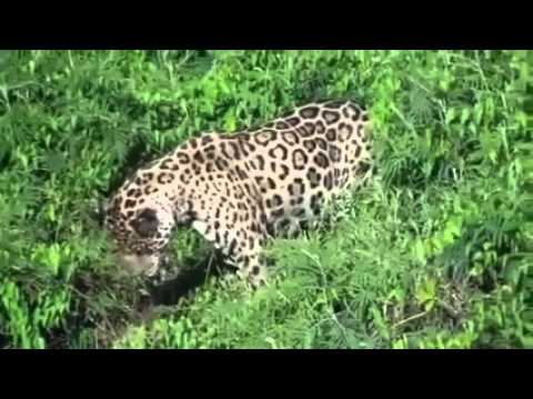 Un jaguar attaque un crocodile