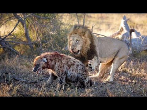 LEÓN cazando HIENA