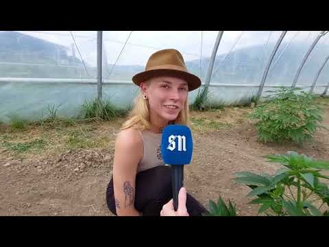 Diese Salzburger Hanfbauern ernten nichts Illegales
