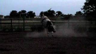 815 2yr old bucking bull, Ferguson Bucking Bulls