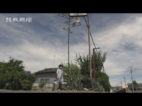 アメリカのリュウゼツラン 植物