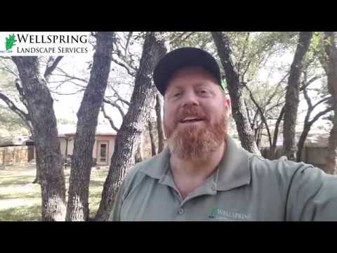 The Curse of the Live Oak Tree!