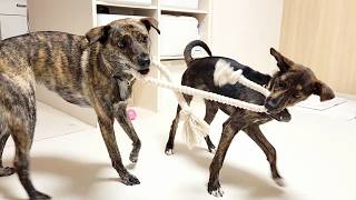 【争奪戦】ジャイアンVSジャイアン　#元野犬 #保護犬 #雑種犬 #預かりボランティア
