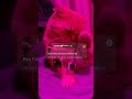 Cat Meme WhatsApp Status Whatsappstatus Memes Memereels Tiktok Foryoupage Funnytiktok Shorts