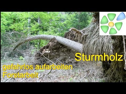 Sturmholz aufarbeiten gefahrlos 🌳 Baumstämme unter Spannung 🌳 Sturmholz wissen 🌳 #meinelandzeit
