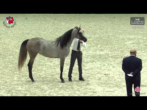 N 54 GHUFRAN AL ZOBAIR   Sharjah International Arabian Horse Festival 2023   Fillies 2 Yrs  Old Sect