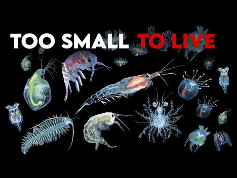 Too Small to Be Alive