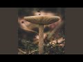 Spores