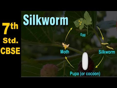 Class 7 | The life cycle of a Silk Worm  | NCERT | Science | CBSE Board | Home Revise