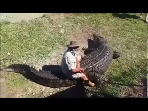 Raitas ant krokodilo.