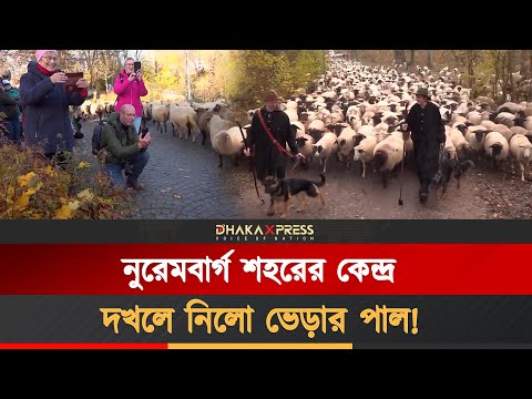 জার্মানির নুরেমবার্গ শহরে শত শত ভেড়ার পদচারণা