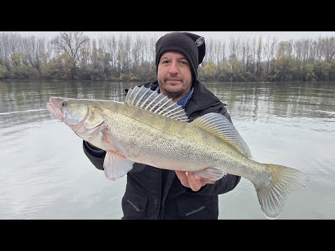 Najveći Smuđ Ove Sezone. Pecanje Smuđa