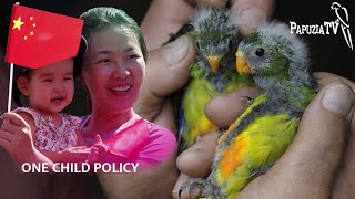 Why Do We Breed Parrots and Should We Reproduce Them?