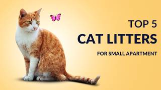 Top 5 best cat litters for odor control for small apartment