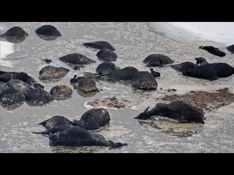 South Dakota Ranchers Struggle After Cattle Die Video