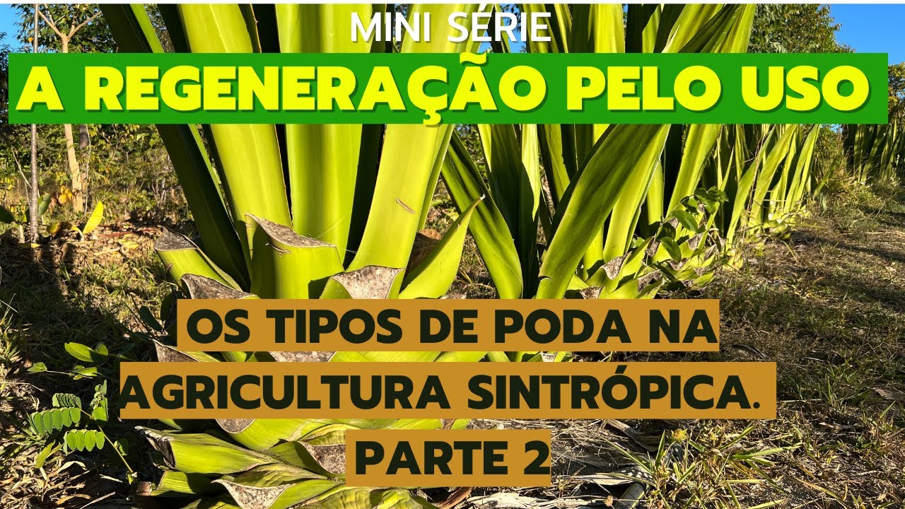 A REGENERAÇÃO PELO USO - EPISÓDIO 8 - Os tipos de poda na agricultura sintrópica - PARTE 2.