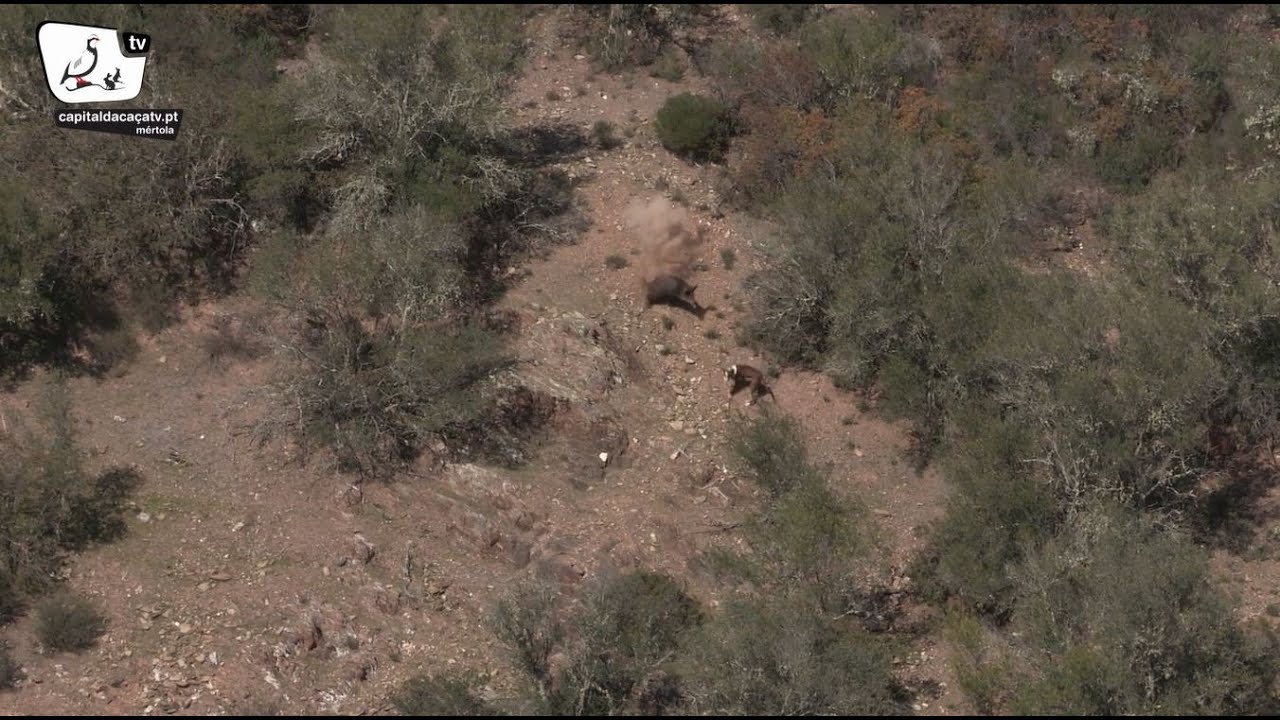 Montaria da Serra de Pernilhas (2020)