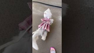 新しいハーネスを着こなすオシャレななちゃんです