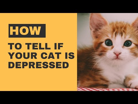 How to tell if your cat is depressed. 😺 proven facts  on cat  2022 😺