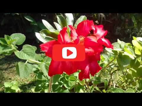 Ayu Sitiati - kebo mebalih gong lirik lagu bali lawas