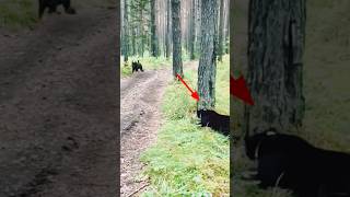 Download lagu THIS DOG IS UNCONSCIOUSLY THREATENED WITH THE BLACK TIGER #Shorts#Black Tiger#Dogs#ShortsQyu mp3 Download lagu THIS DOG IS UNCONSCIOUSLY THREATENED WITH THE BLACK TIGER #Shorts#Black Tiger#Dogs#ShortsQyu mp3